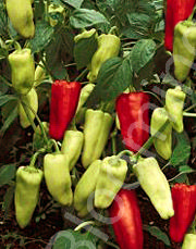 Capsicum annuum var. cerasiforme 'Gypsy'